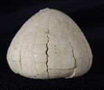 Echinocorys sulcata (GOLDFUSS 1826) - Bild &copy; FossNet FossilienStore
